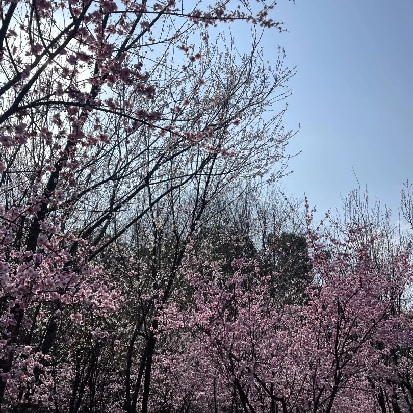 湖南保安服務,墻外高空清洗服務,湖南保利天創物業發展有限公司
